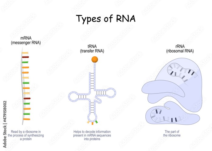 Match the types of rna with their function