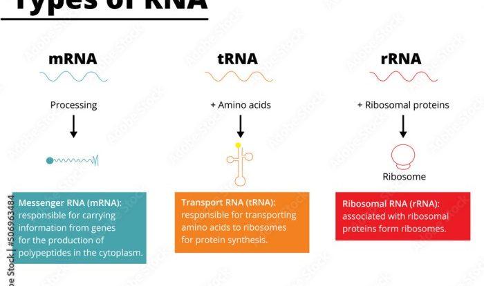 Rna biology