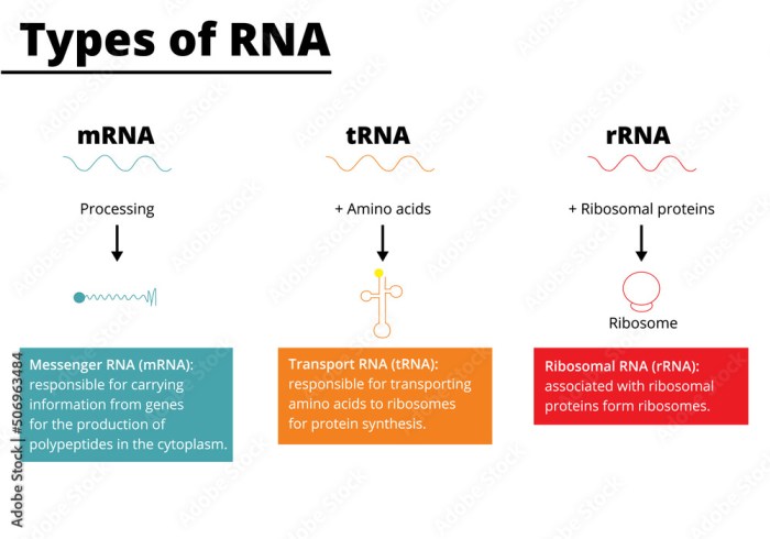 Rna biology