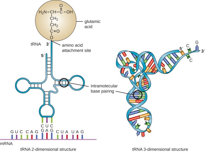 Match the types of rna with their function