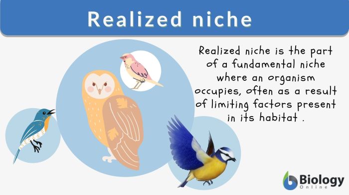 The realized niche of an organism is