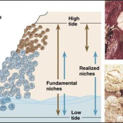 Niche organism ecosystem populations understanding role species ppt powerpoint presentation slideserve