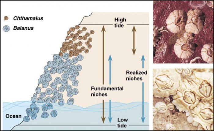 Niche organism ecosystem populations understanding role species ppt powerpoint presentation slideserve