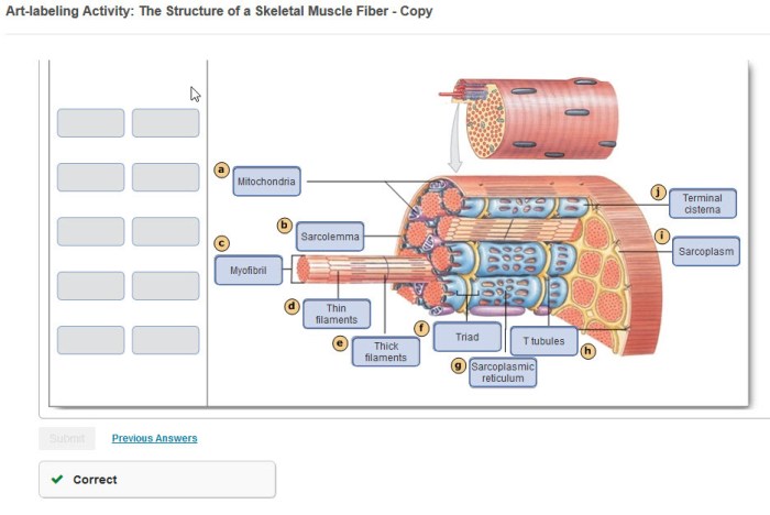 Junction neuromuscular muscle labeled skeletal model anatomy tissue fibers physiology human system muscular google science