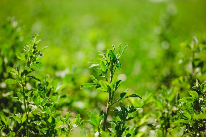 Greening citrus treatment