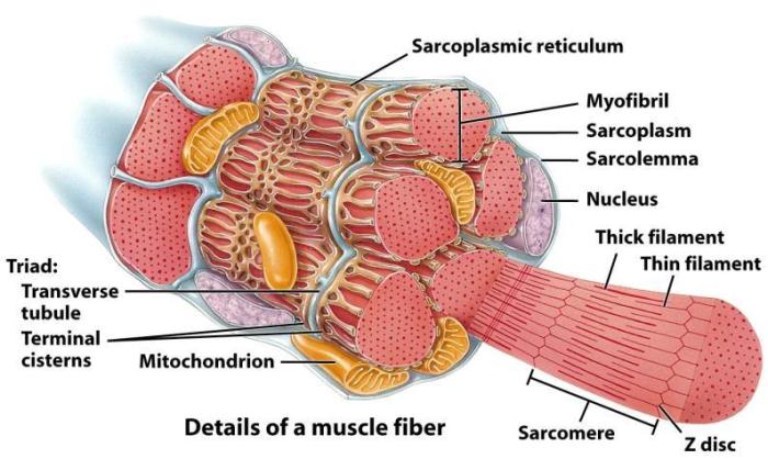 Muscle tissue drawing types skeletal anatomy biology muscular cell cells smooth body human cardiac diagram tissues muscles histology labelled comparison