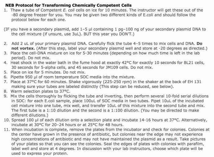 Efficiency competent cells effect