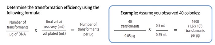 How to calculate transformation efficiency of competent cells